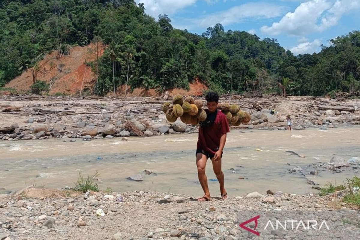Tiga Bulan Terisolasi karena Jembatan Putus, Warga Sibio-bio Tapteng Terobos Sungai demi Panen